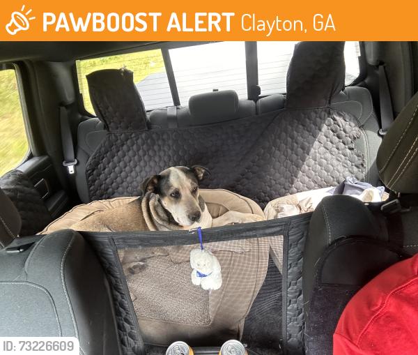 Found/Stray Female Dog last seen Semetary, Clayton, GA 30525