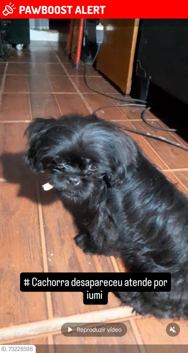 Lost Female Dog last seen Na rua de casa mesmo, Parque Mira Flores, SP 06683-400