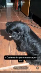 Lost Female Dog last seen Na rua de casa mesmo, Parque Mira Flores, SP 06683-400