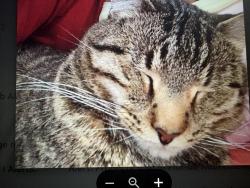 Lost Male Cat last seen Weeks rd, whittle pond Williston, Aiken County, SC 29853