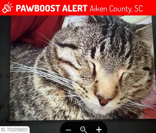 Lost Male Cat last seen Weeks rd, whittle pond Williston, Aiken County, SC 29853