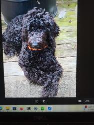 Lost Female Dog last seen Don't know, Franklinville, NC 27248