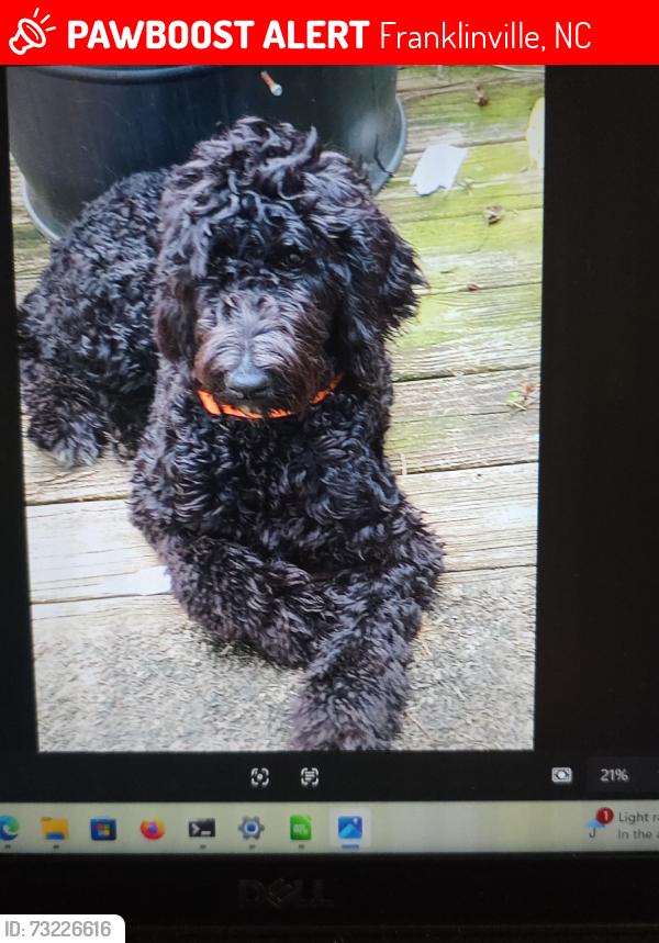Lost Female Dog last seen Don't know, Franklinville, NC 27248