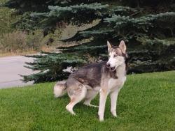 Lost Female Dog last seen State 40 and Conifer lane, Volusia County, FL 32174