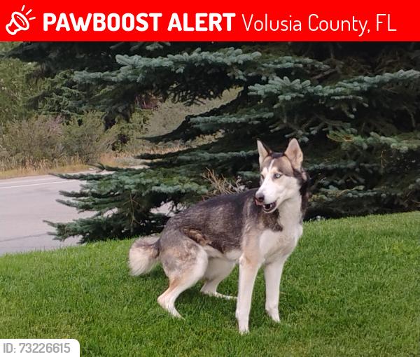 Lost Female Dog last seen State 40 and Conifer lane, Volusia County, FL 32174