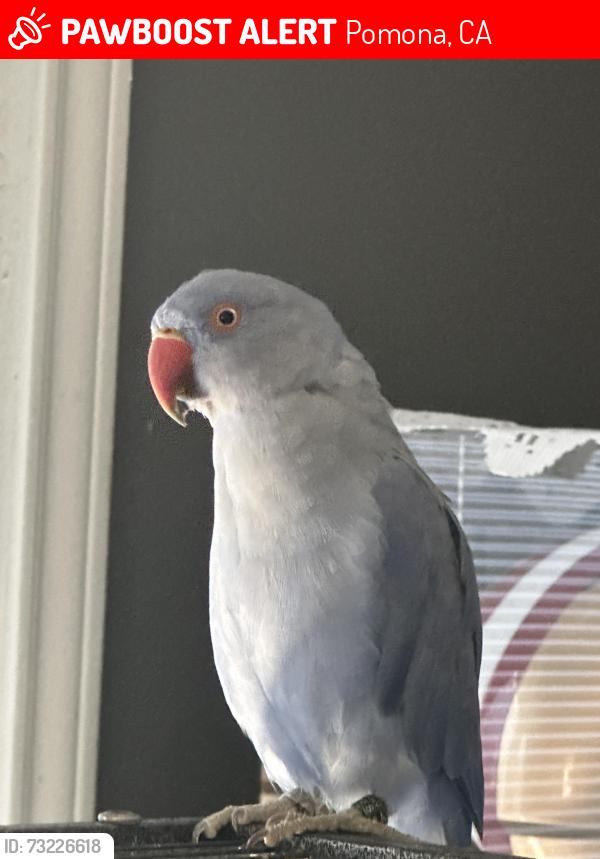 Lost Male Bird last seen Kingsley and loranne, Pomona, CA 91767