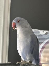 Lost Male Bird last seen Kingsley and loranne, Pomona, CA 91767
