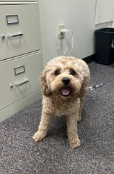 Reunited Male Dog last seen E Central Ave, Wharton, NJ 07885, USA, Wharton, NJ 07885