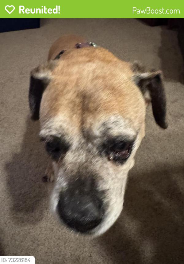 Reunited Female Dog last seen Glendora, CA, USA, Glendora, CA 91740