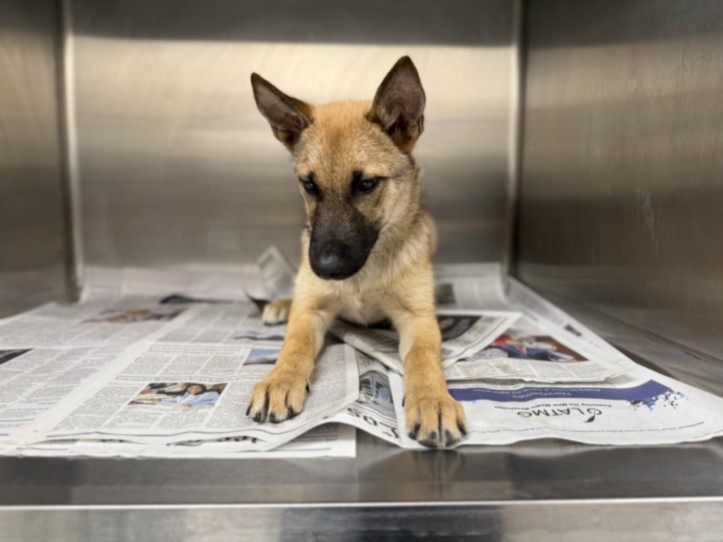 Shelter Stray Male Dog last seen , 3201 Lacy St, Los Angeles, CA 90031, USA