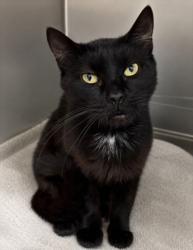 Shelter Stray Female Cat last seen , 3201 Lacy St, Los Angeles, CA 90031, USA