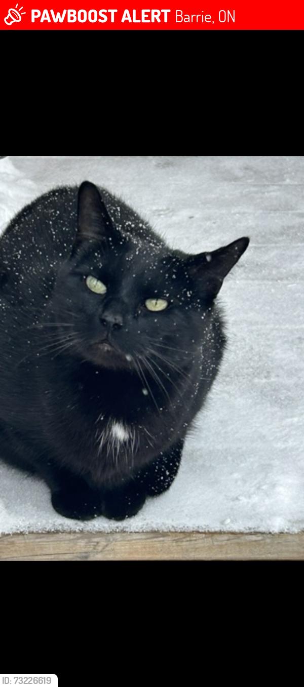 Lost Male Cat last seen Livingston and Hamner, Barrie, ON 