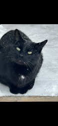 Lost Male Cat last seen Livingston and Hamner, Barrie, ON 