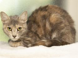 Shelter Stray Female Cat last seen HAMILTON ST/CHICAGO CIR, 5501 E Van Buren St, Phoenix, AZ 85008, USA