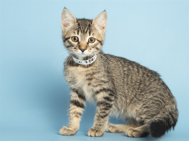 Shelter Stray Female Cat last seen Near BLOCK W HAZELWOOD PKWY, 5501 E Van Buren St, Phoenix, AZ 85008, USA