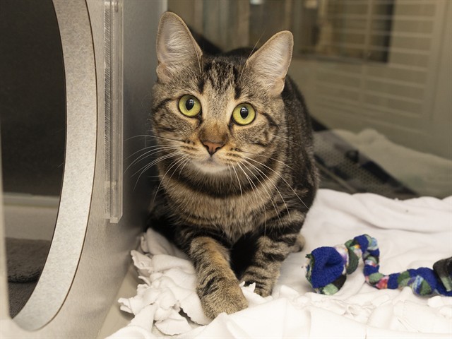 Shelter Stray Female Cat last seen HAZELWOOD PKWY/19TH AVE, 5501 E Van Buren St, Phoenix, AZ 85008, USA