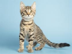 Shelter Stray Male Cat last seen HAZELWOOD PKWY/19TH AVE, 5501 E Van Buren St, Phoenix, AZ 85008, USA