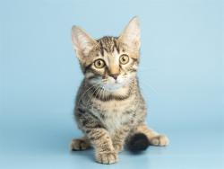 Shelter Stray Male Cat last seen HAZELWOOD PKWY/19TH AVE, 5501 E Van Buren St, Phoenix, AZ 85008, USA