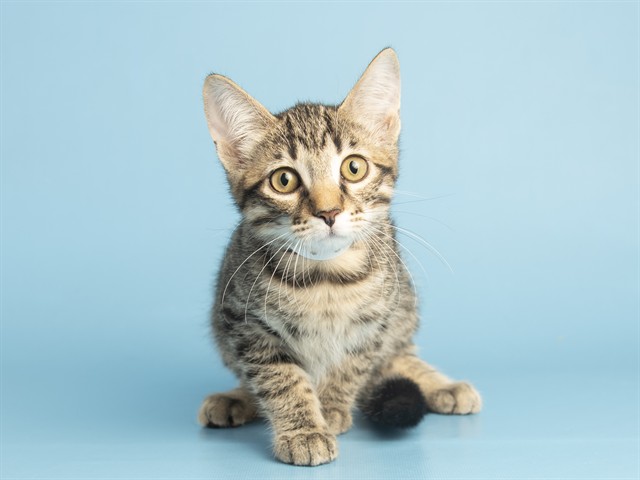 Shelter Stray Male Cat last seen HAZELWOOD PKWY/19TH AVE, 5501 E Van Buren St, Phoenix, AZ 85008, USA