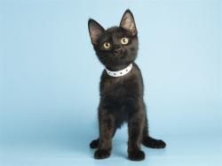 Shelter Stray Male Cat last seen HAZELWOOD PKWY/19TH AVE, 5501 E Van Buren St, Phoenix, AZ 85008, USA