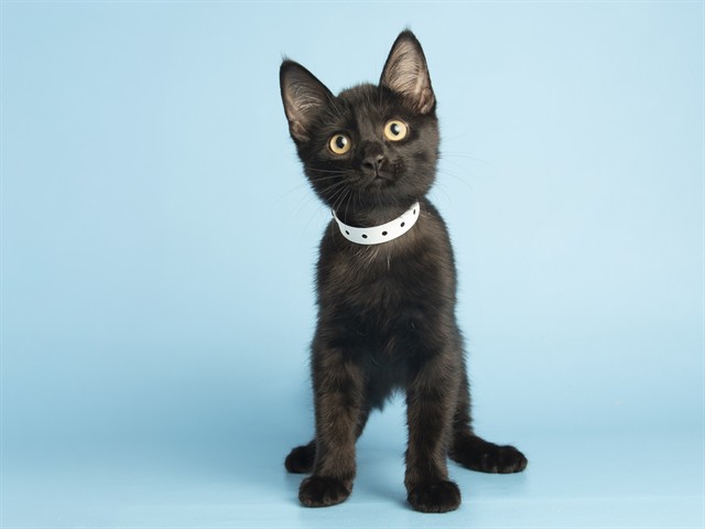 Shelter Stray Male Cat last seen HAZELWOOD PKWY/19TH AVE, 5501 E Van Buren St, Phoenix, AZ 85008, USA