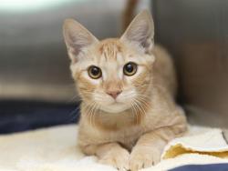 Shelter Stray Male Cat last seen 35TH AND BASELINE, 5501 E Van Buren St, Phoenix, AZ 85008, USA