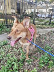 Found/Stray Male Dog last seen N Super Street and Schroeder St, Houston, TX 77011
