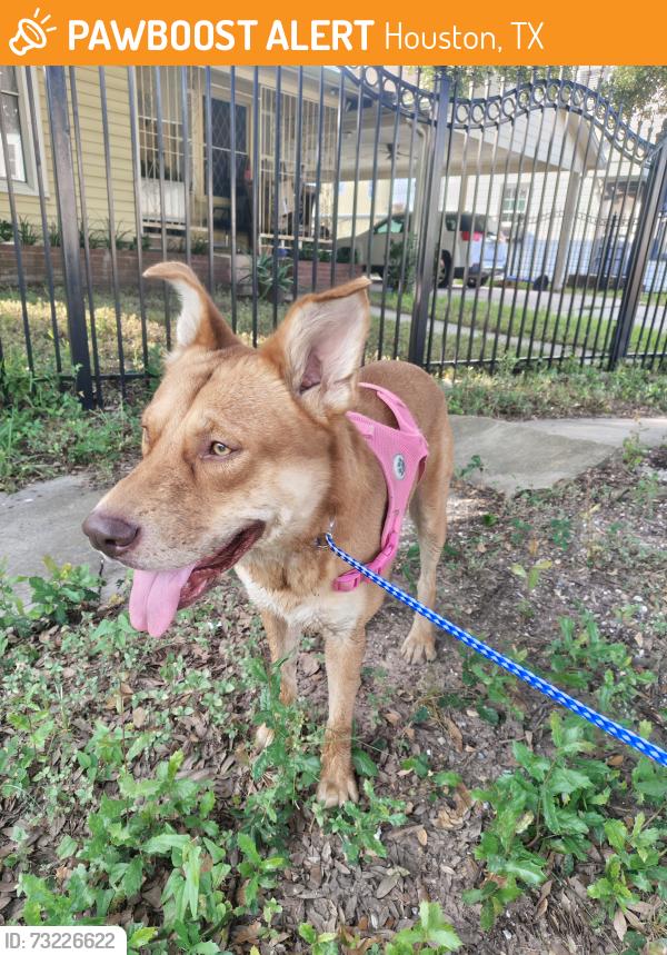 Found/Stray Male Dog last seen N Super Street and Schroeder St, Houston, TX 77011