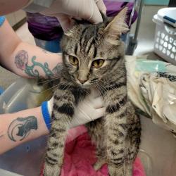Shelter Stray Female Cat last seen HUNTSVILLE HUMANE SOCIETY, 4950 SW Triana Blvd, Huntsville, AL 35805, USA