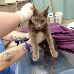 Shelter Stray Female Cat last seen HUNTSVILLE HUMANE SOCIETY, 4950 SW Triana Blvd, Huntsville, AL 35805, USA