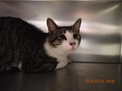 Shelter Stray Male Cat last seen ST PAUL, 4850 Mid Rivers Mall Dr, St Peters, MO 63376, USA
