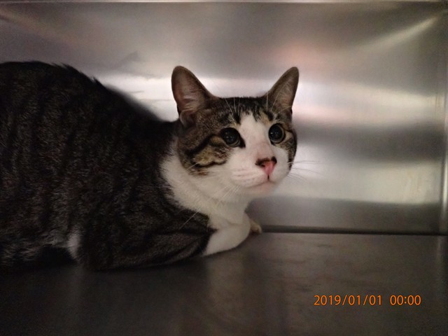 Shelter Stray Male Cat last seen ST PAUL, 4850 Mid Rivers Mall Dr, St Peters, MO 63376, USA