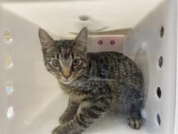 Shelter Stray Male Cat last seen Near BLOCK E CRAWFORD AVE - ALLEY, 3839 W Burnham St, West Milwaukee, WI 53215, USA