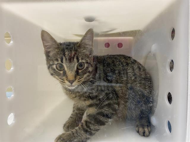Shelter Stray Male Cat last seen Near BLOCK E CRAWFORD AVE - ALLEY, 3839 W Burnham St, West Milwaukee, WI 53215, USA