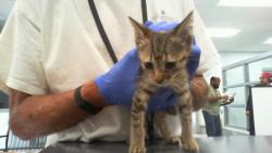 Shelter Stray Male Cat last seen CHARLOTTE, 8315 Byrum Dr, Charlotte, NC 28217, USA