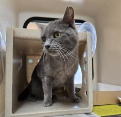 Shelter Stray Female Cat last seen Near BLOCK SUMMIT RIDGE DR, RENO NV 89523, 2825 Longley Ln Suite A, Reno, NV 89502, USA