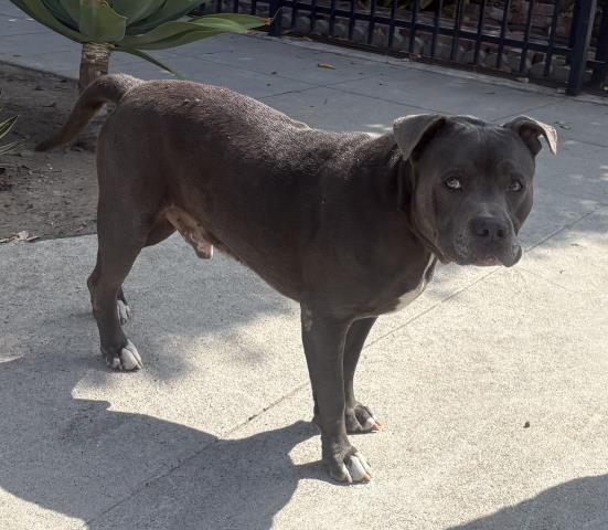 Shelter Stray Male Dog last seen , 1850 W 60th St, Los Angeles, CA 90047, USA