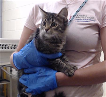 Shelter Stray Female Cat last seen Near BLOCK S RICHFIELD ST AURORA CO 80017, 1241 W Bayaud Ave, Denver, CO 80223, USA