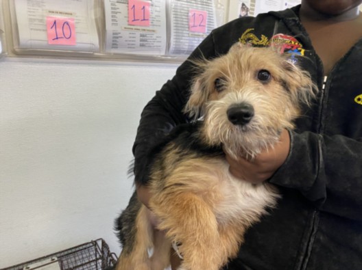 Shelter Stray Female Dog last seen , 1850 W 60th St, Los Angeles, CA 90047, USA
