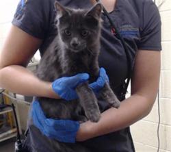 Shelter Stray Male Cat last seen Near BLOCK S RICHFIELD ST AURORA CO 80017, 1241 W Bayaud Ave, Denver, CO 80223, USA