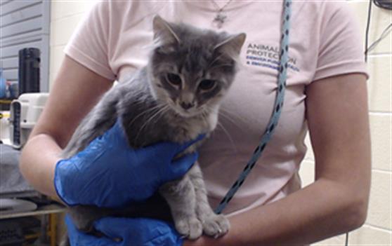 Shelter Stray Female Cat last seen Near BLOCK S RICHFIELD ST AURORA CO 80017, 1241 W Bayaud Ave, Denver, CO 80223, USA