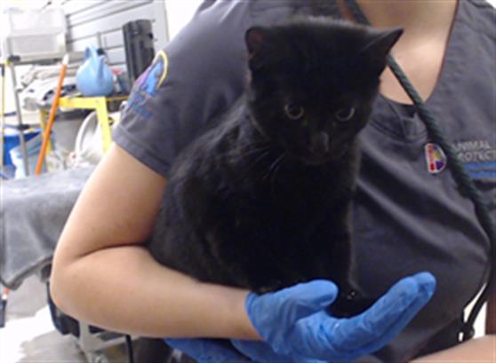 Shelter Stray Male Cat last seen Near BLOCK S RICHFIELD ST AURORA CO 80017, 1241 W Bayaud Ave, Denver, CO 80223, USA