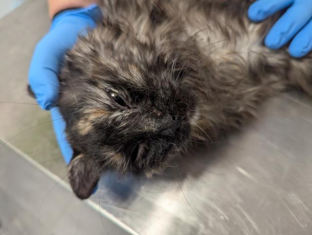 Shelter Stray Female Cat last seen S LAREDO ST & E COLORADO AVE, 2080 S Quebec St, Denver, CO 80231, USA