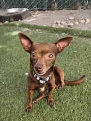 Shelter Stray Female Dog last seen SOUTHLAND, 16 Barnes Ct, Hayward, CA 94544, USA