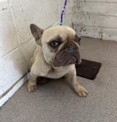 Shelter Stray Female Dog last seen BASELINE X LA JUANITA, 333 Chandler Pl, San Bernardino, CA 92408, USA