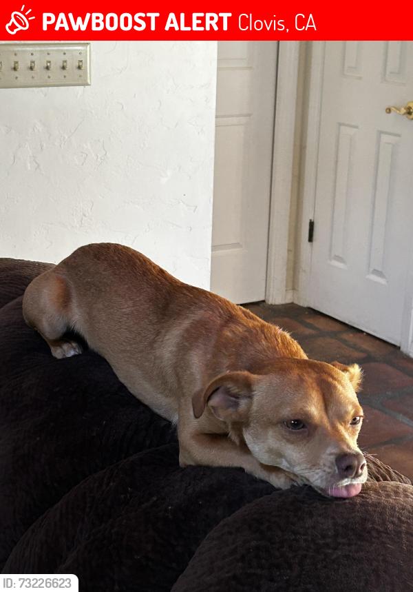 Lost Male Dog last seen Sierra/Adler Drive, Clovis, CA 93612