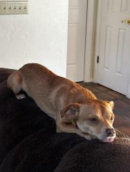 Lost Male Dog last seen Sierra/Adler Drive, Clovis, CA 93612