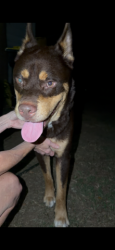 Found/Stray Male Dog last seen Chylacas, Newnan, GA 30263