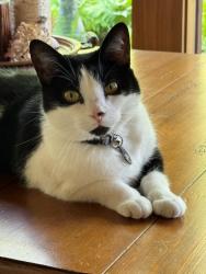 Lost Female Cat last seen Stratford & Bloomfield, Detroit, MI 48221