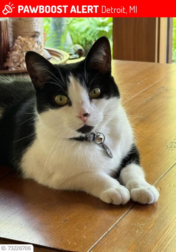 Lost Female Cat last seen Stratford & Bloomfield, Detroit, MI 48221